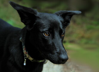black dog with a Blurred background stock photo