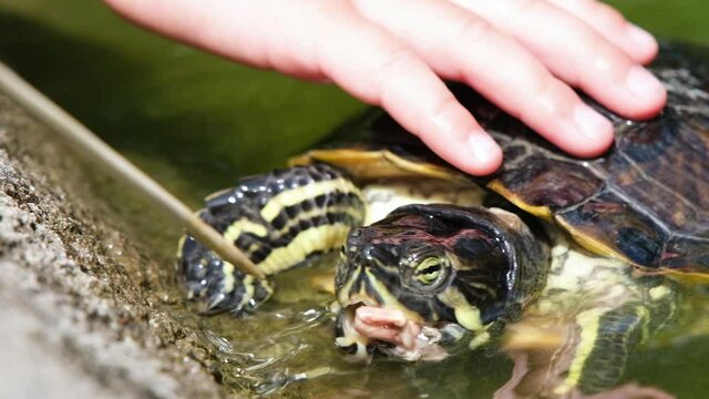 People in the zoo feed fish to aquatic turtles. Full HD slow motion video