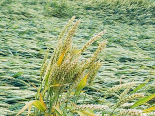 ripening crop in a wheat field