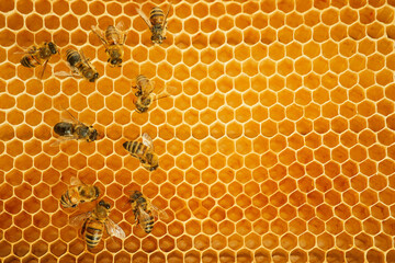 Macro photo of a bees on a honeycomb. National honey bee day. September honey month
