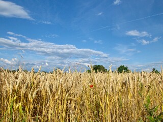 wheat field on a blue sky background