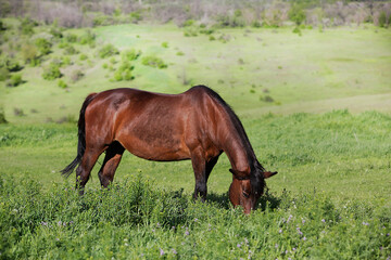 Вeautiful brown horse grazes in a meadow among the hills.