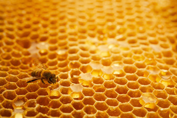 Macro photo of a bee on a honeycomb. National honey bee day. September honey month.