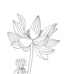 Lotus flower and boll, graphic black and white linear drawing