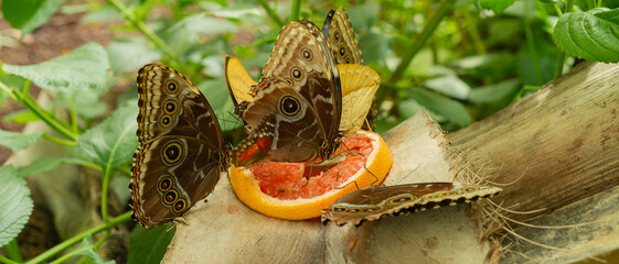 Group of butterflies placed on a slice of orange