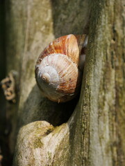 Closeup of a nicely structured spiral brown snail house shell on a tree in the forest lit by the afternoon sun