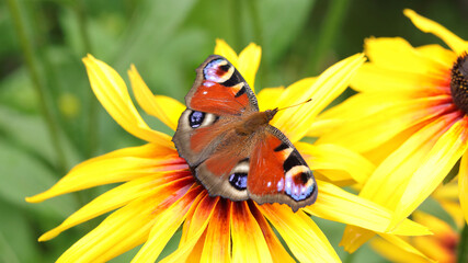 Peacock Butterfly.Aglais io.Bright, beautiful butterfly Peacock Eye,sits on a yellow flower Rudbeckia hirta. . Monarch butterfly pollinating flowers Black-eyed Susan in the summer day,soft background