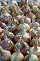 Onion bulbs dug out of the ground close up