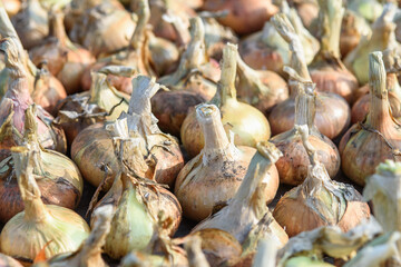 Onion bulbs dug out of the ground close up