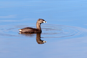 Pied-billed Grebe Podilymbus podiceps swimming in a blue lake with inverted reflection in Pituaçu park
