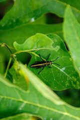 little cricket on a leaf