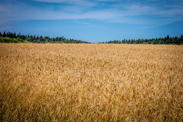A golden field of rye. Sunny, summer day, blue sky. Background with copy space. 