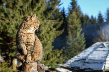 A lazy, sleepy, light brown cat, sitting on a wooden fence in the forest, in front of Sowa mountain shelter, Owl Mountains, Poland. Sunny, winter day. 
 - obrazy, fototapety, plakaty