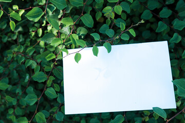 Invitation card, greeting card mockup. Blank white card framed by thick vegetation in the sunlight. Freshness and luxuriant nature concept