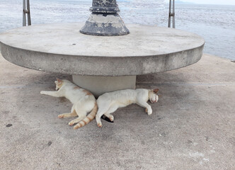 Dos gatos durmiendo en el suelo, un d&iacute;a de verano