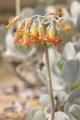 Pigs ear (cotyledon orbiculata) flowers in bloom