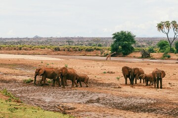 Naklejka premium A herd of African Elephants grazing at Ewaso Nyiro River in Samburu National Reserve, Kenya