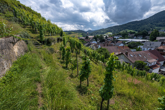Wine Region Rebland close to Neuweier, Germany