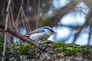 Eurasian nuthatch or wood nuthatch, lat. Sitta europaea, sitting on a tree branches with a blurred background.