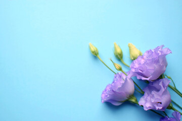 Beautiful violet eustoma flowers (lisianthus) in full bloom with buds leaves. Bouquet of flowers on blue background. Copy space