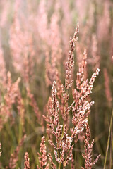 A flower of grass glistening in the light of the afternoon sun.