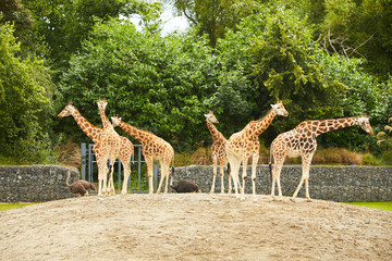 Giraffe herd, family standing together on zoo on a hot summers day
