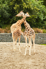 Giraffe herd, family standing together on zoo on a hot summers day