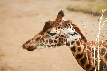 Portrait of head and neck of giraffe in the zoo