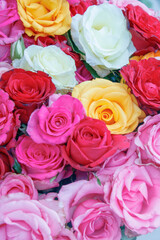 set of flowers of different colors