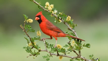  A Male Northern Cardinal During the Summer in Texas © Brent