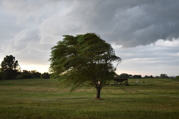 Weeping Willow Tree Under Clouds in a Field © Steve