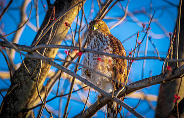 Cooper Hawk