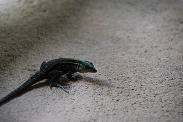 lizard on the sand
