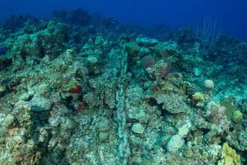 An old rusty chain has been draped across a tropical Caribbean underwater reef causing significant damage. 