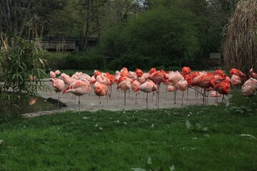 Naklejka premium group of flamingos