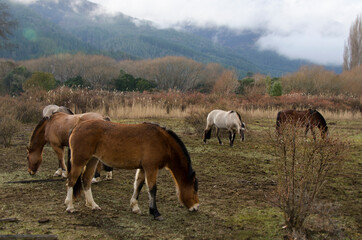 Fototapeta na wymiar set of horses I eat in a farm in patagonia