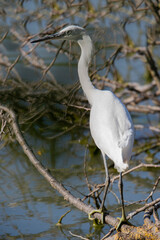  white egret on the lake in summer