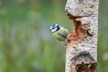 Blaumeise am Futterstamm