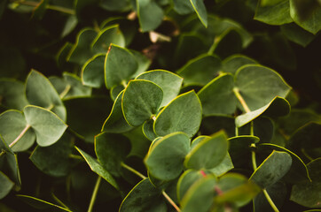 close up of green leaves