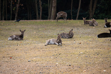 Fototapeta premium EOS6DMk2,広島県宮島、鹿の休息。