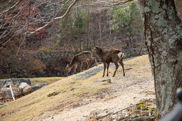Fototapeta premium EOS6DMk2、広島県宮島、斜面の鹿。