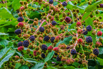 A blackberry bush with berries starting to ripen
