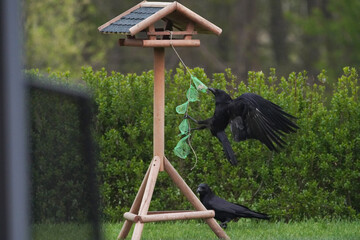 Krähen während eines Raubzugs