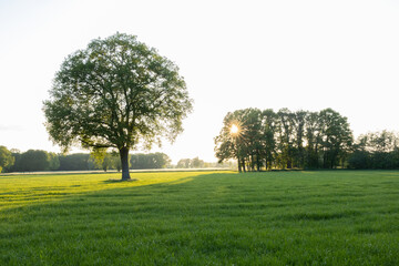 Fototapeta na wymiar Baum auf einer Wiese beim Sonnenuntergang