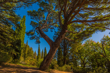 Alupkinsky Park (also known as Vorontsov Park)