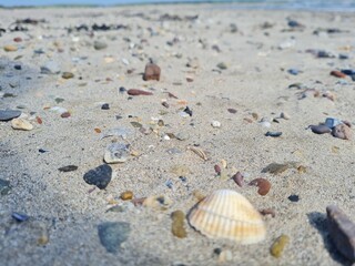 shell on the beach