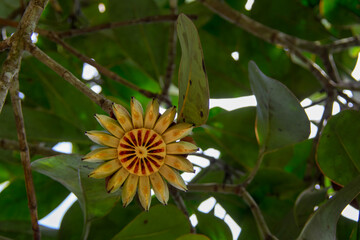 Obraz premium butterfly on flower