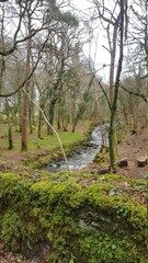 river in the forest