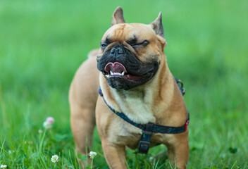 Fototapeta premium Funny french bulldog outside. Adorable orange bulldog in the park on green grass.