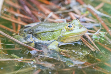 Grüner Frosch im Stillen Wasser